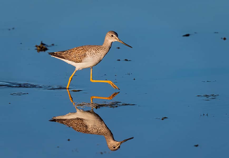Greater Yellowlegs