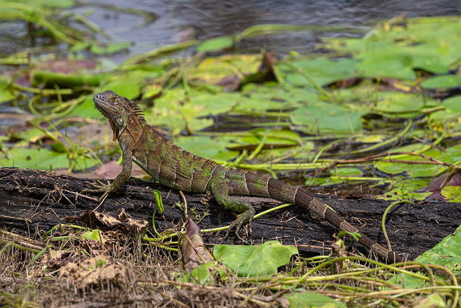Green Iguana