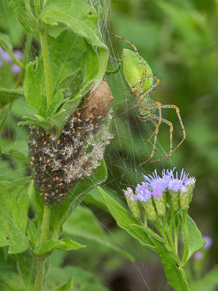 Green Lynx Spider With Young