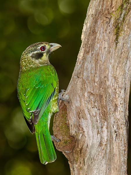 Green (Spotted) Catbird