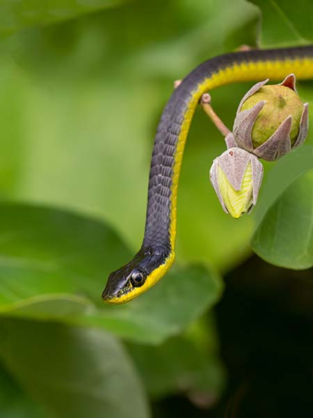 Green Tree Snake