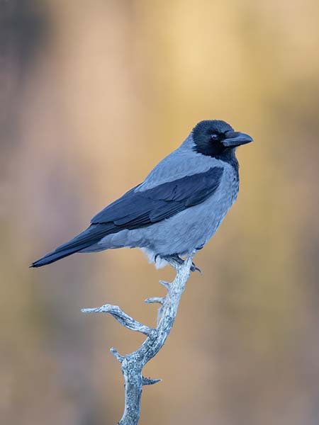 Hooded Crow