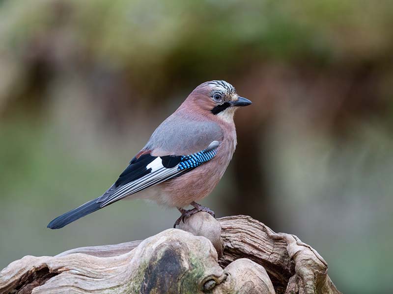 Jay