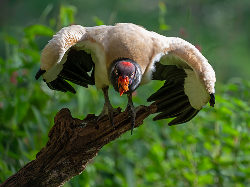 King Vulture