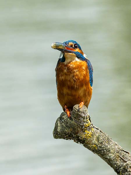 Kingfisher