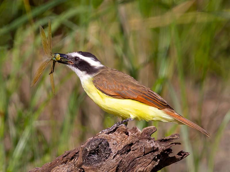 Kiskadee