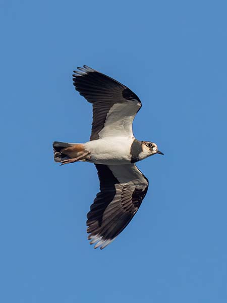 Lapwing