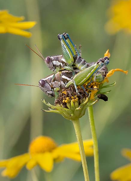 Lubber Grasshoppers Mating 