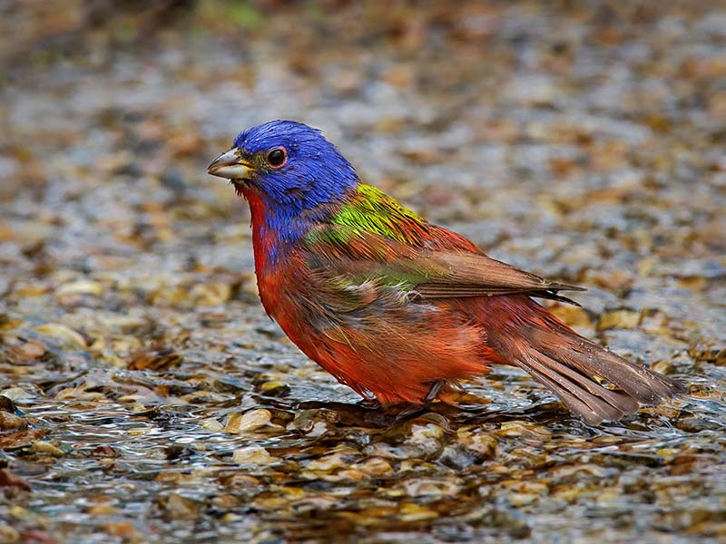 Male Painted Bunting
