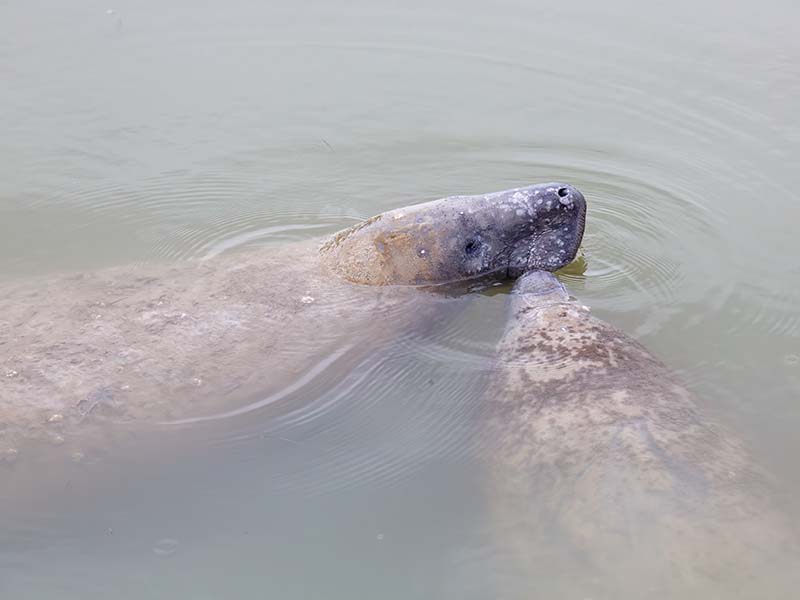 Manatee