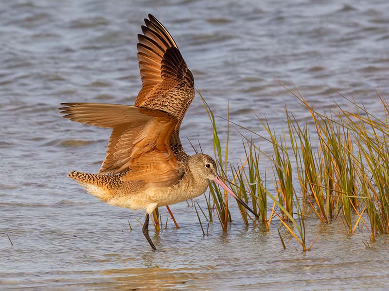 Marbled Godwit
