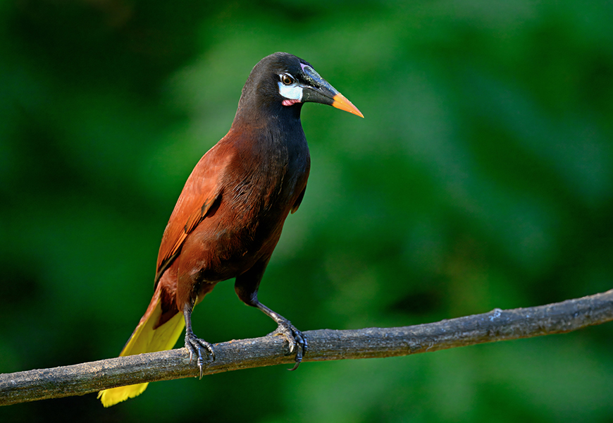 Montezuma Oropendola