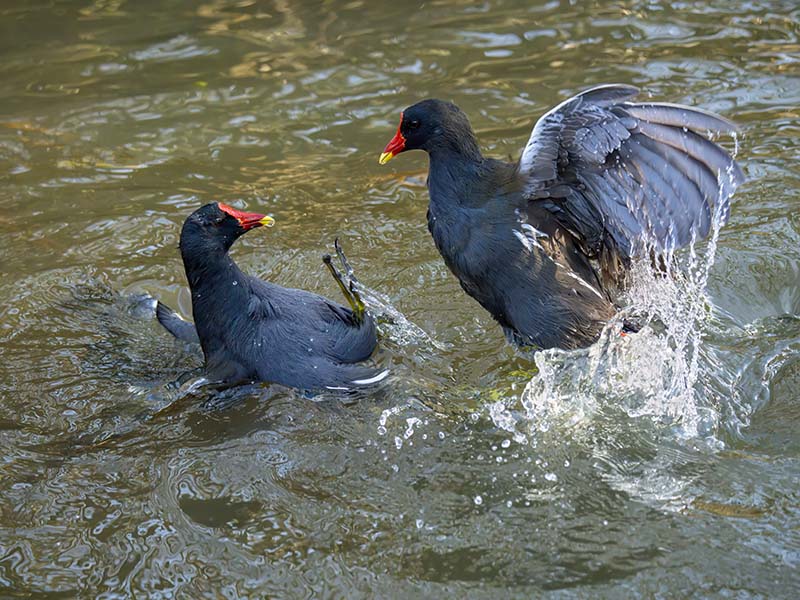 Moorhens Fighting