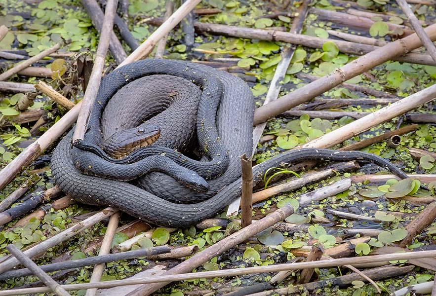 Northern Water Snakes Mating