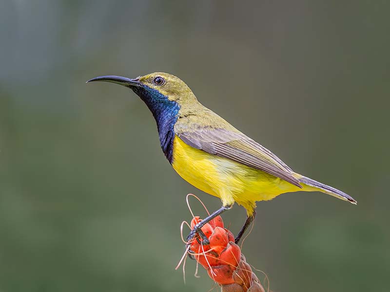 Olive-backed Sunbird