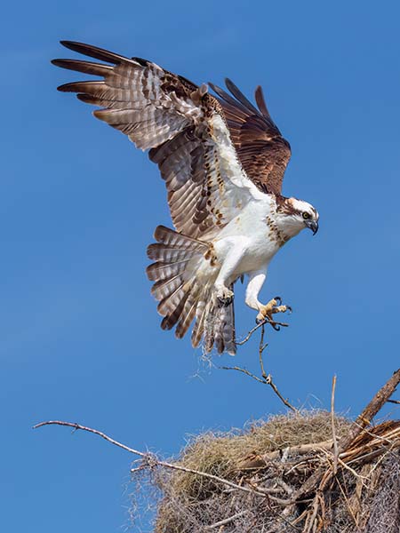 Osprey