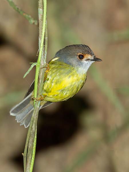 Pale-Yellow Robin