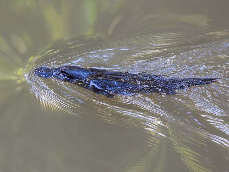 Platypus