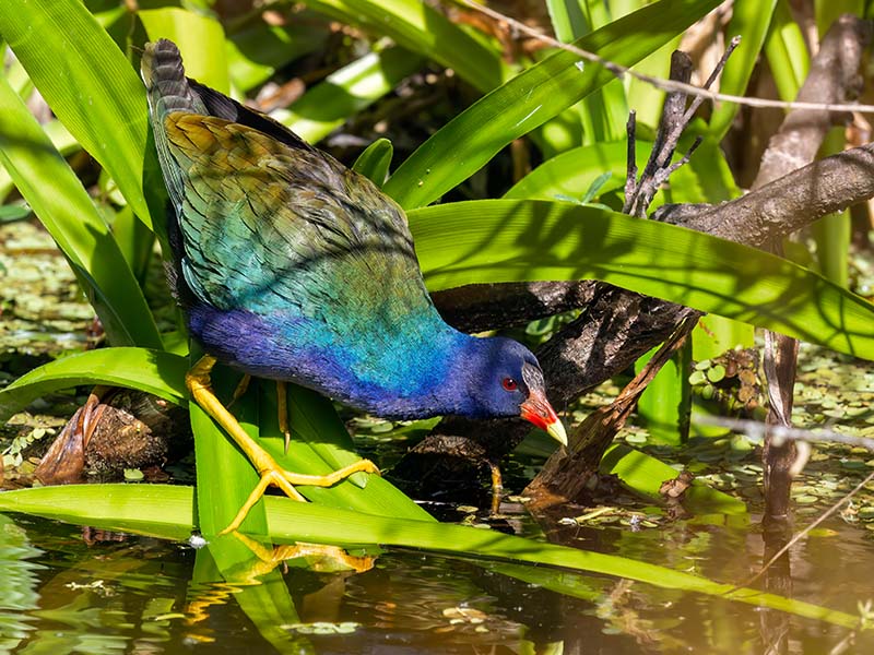Purple Gallinule