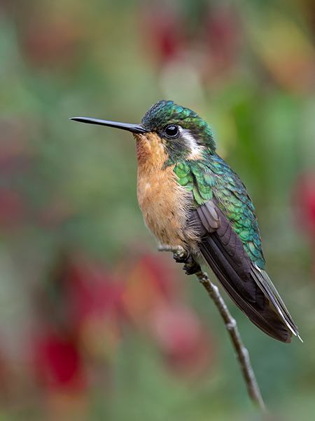 Purple-Throated Mountain Gem (Female)
