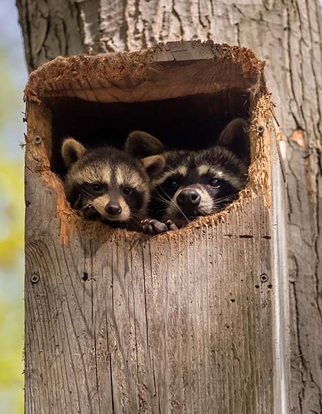 Raccoon