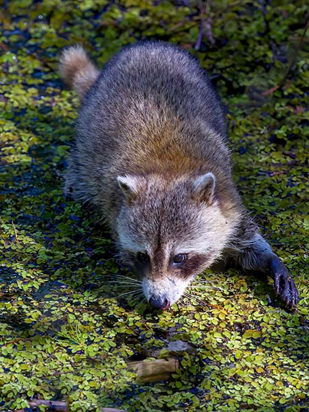 Racoon