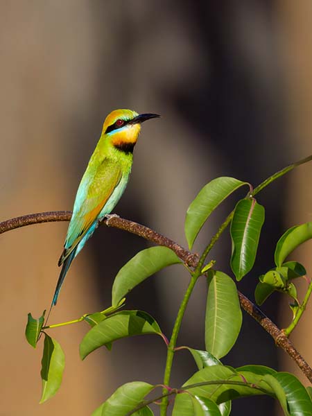 Rainbow Bee-eater