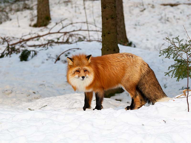 Red Fox