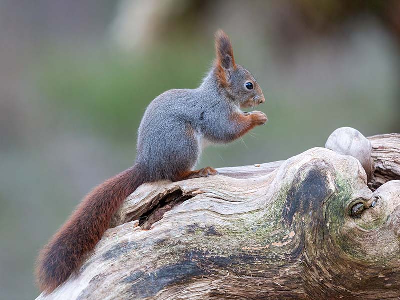 Red Squirrel