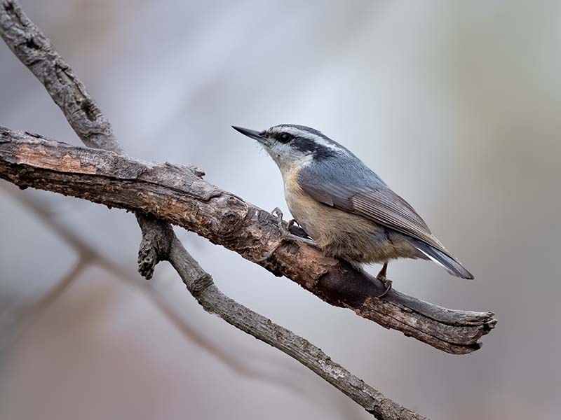 Red-breasted Nuthatch