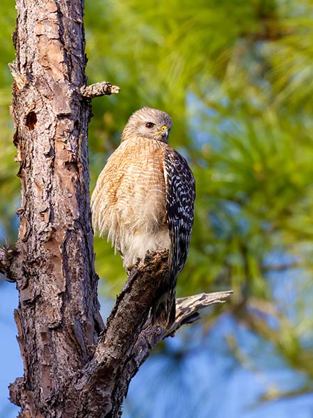 Red-shouldered Hawk