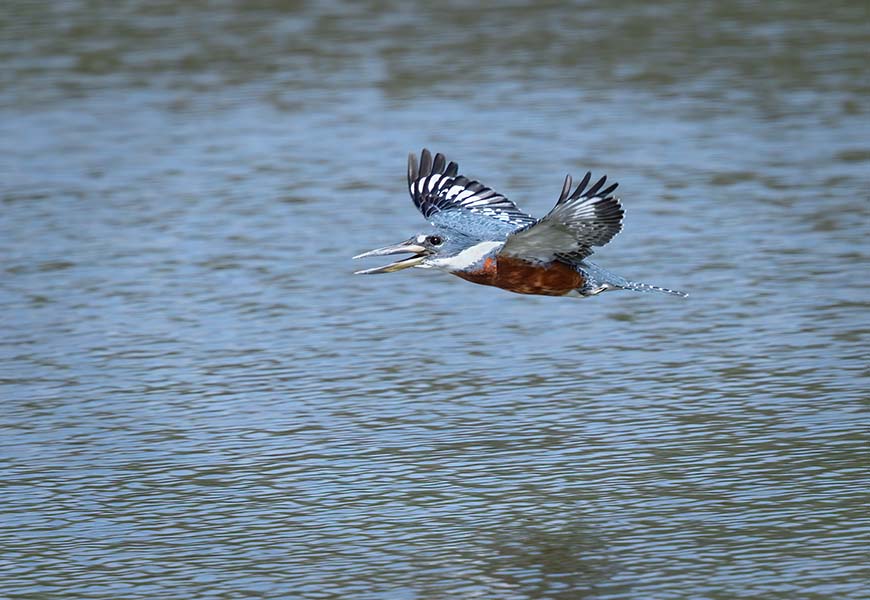 Ringed Kingfisher