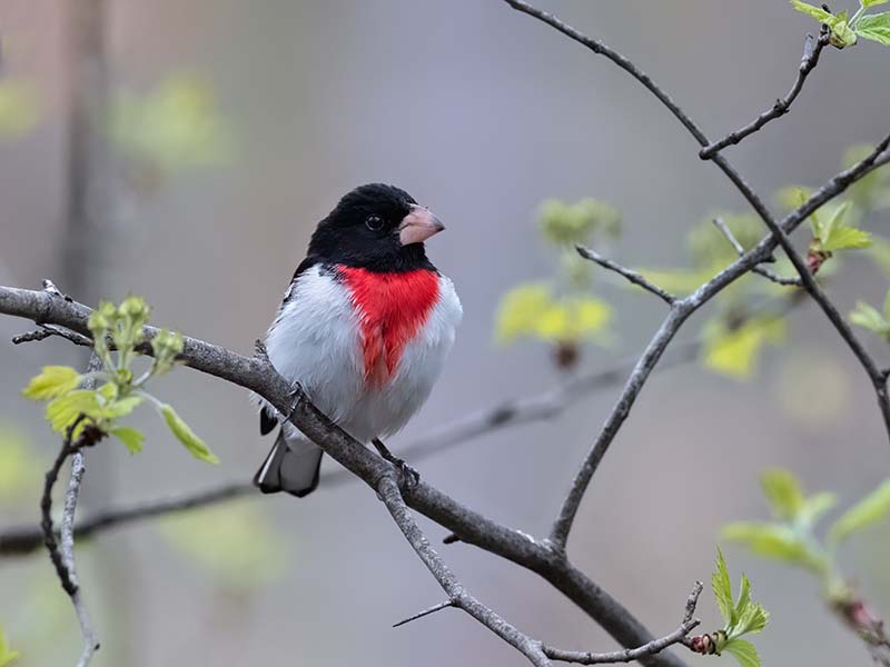 Rose-breasted Grosbeak (male)