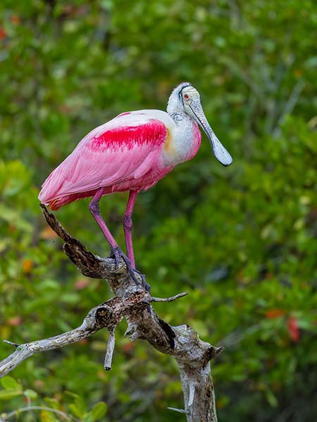 Roseate Spoonbill