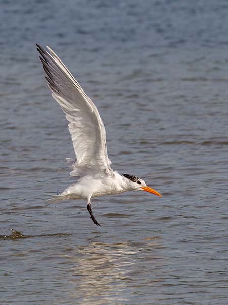 Royal Tern