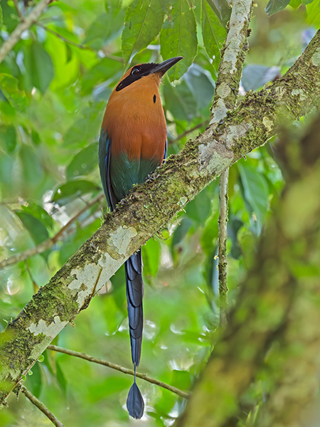 Rufous Motmot