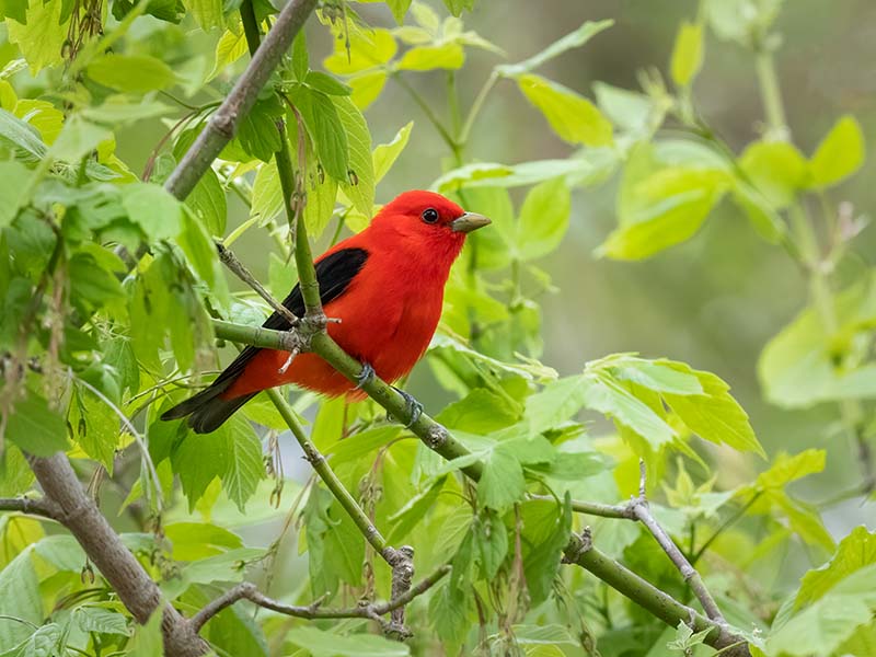 Scarlet Tanager