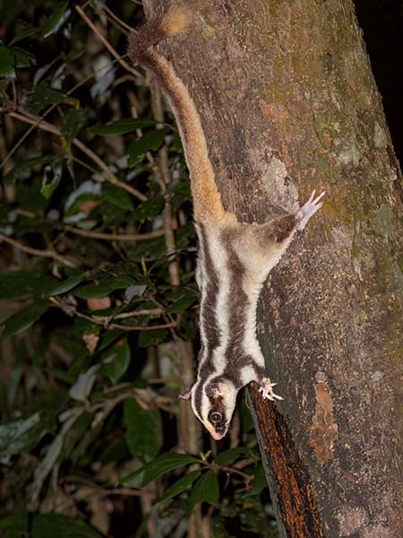 Striped Possum