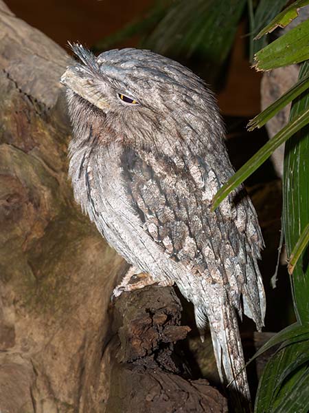 Tawny Frogmouth