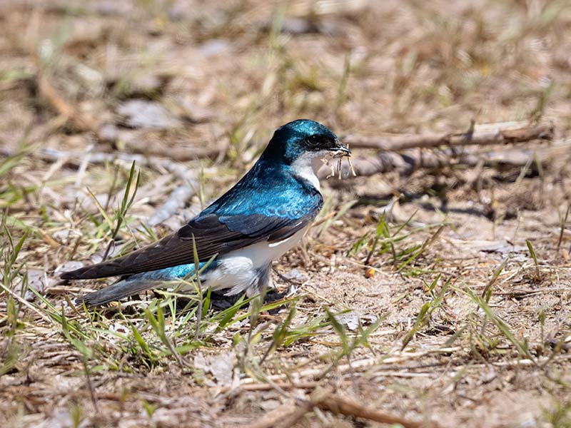 Tree Swallow