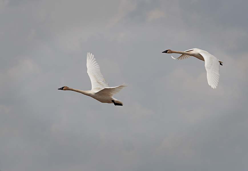 Trumpter Swans
