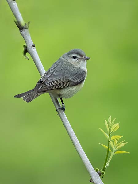 Warbling Vireo