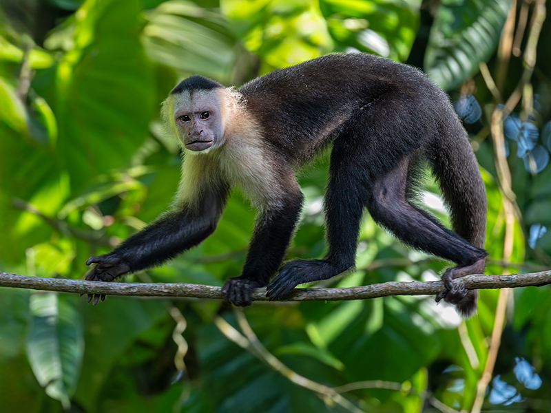 White-Faced Capuchin Monkey