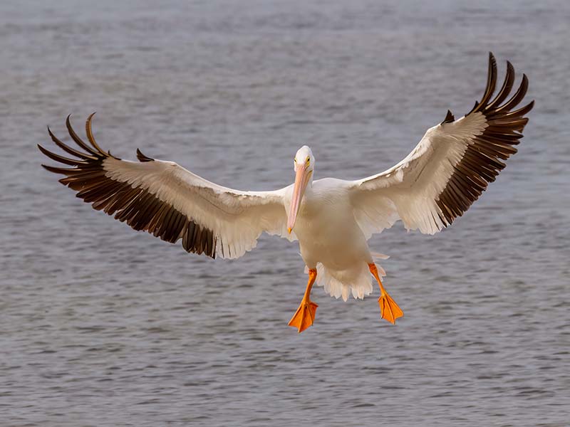 White Pelican