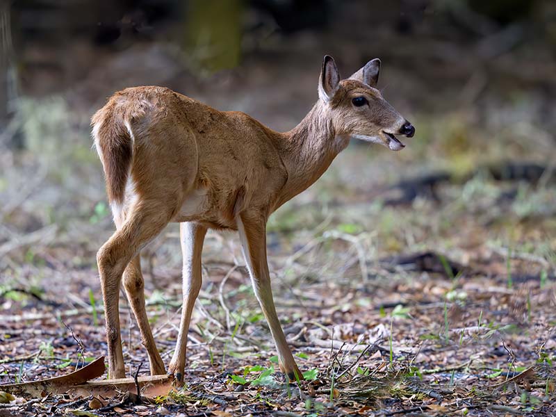 White-tailed Deer