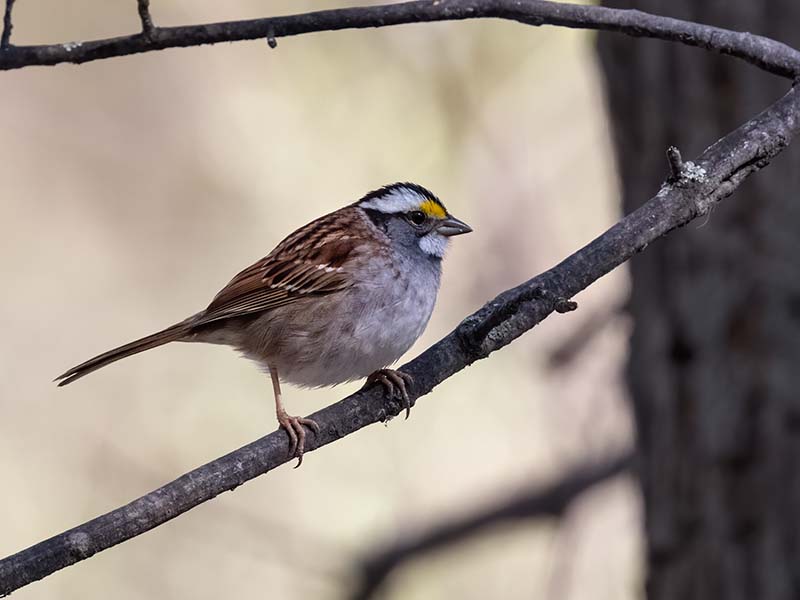 White-throated Sparrow