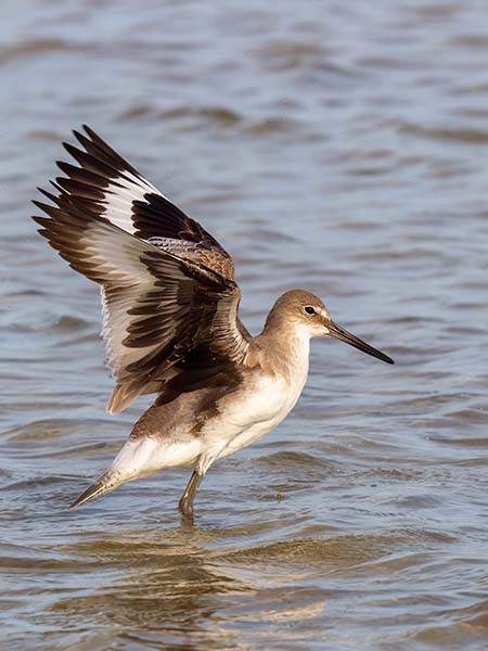 Willet