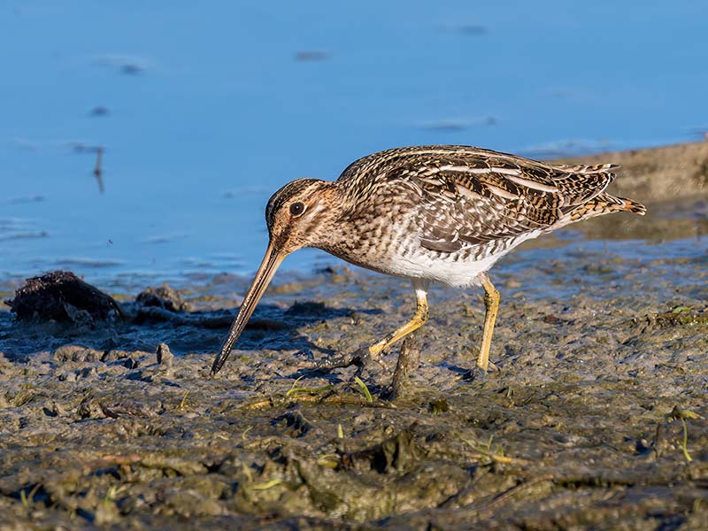 Wilson's Snipe