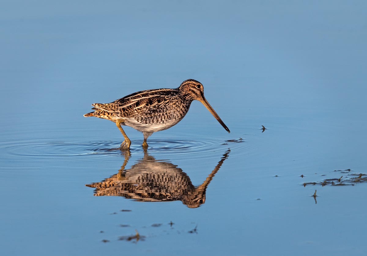 Wilson's Snipe