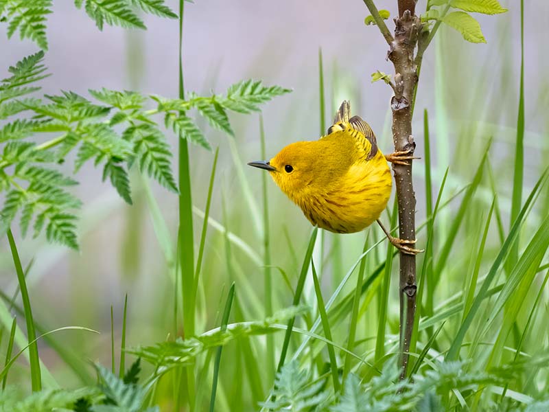 Yellow Warbler
